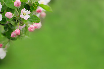 Image showing white spring flowers