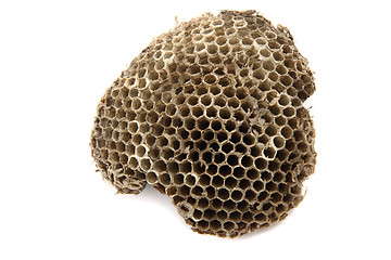 Image showing wasp nest