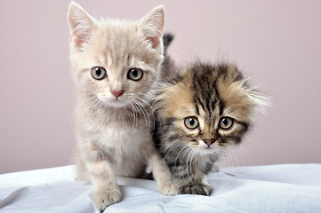 Image showing two Britain kittens
