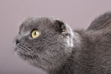 Image showing folded-eared cat cat