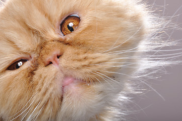 Image showing funny face of a red Persian cat