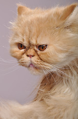 Image showing red Persian cat