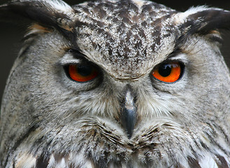 Image showing owl