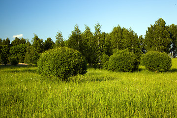 Image showing Trees in park