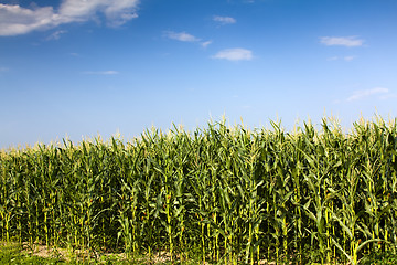 Image showing Corn