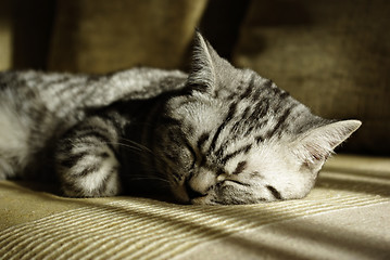 Image showing Sleeping Cat