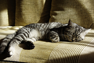 Image showing Sleeping Kitten