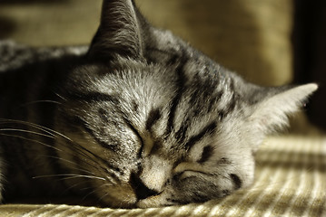 Image showing Sleeping Pet