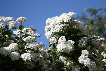 Image showing Spiraea hedge