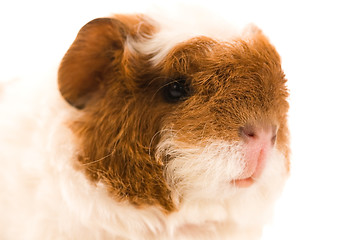 Image showing baby guinea pig