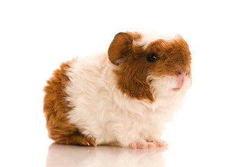 Image showing baby guinea pig