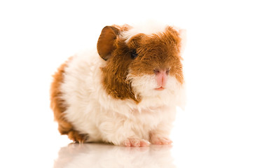 Image showing baby guinea pig