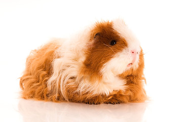 Image showing long hair guinea pig