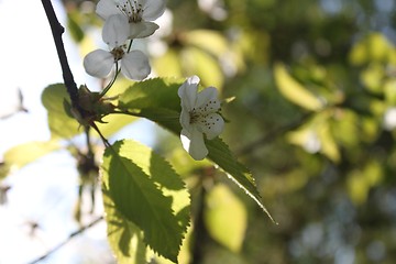 Image showing Sing of Spring 