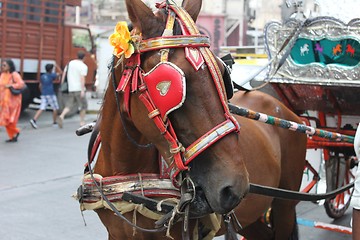 Image showing Horse in the streets of Mumbai