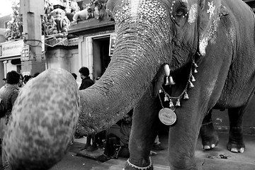 Image showing Elephant blessing