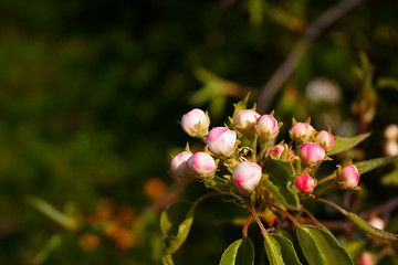 Image showing beautiful flower in the park