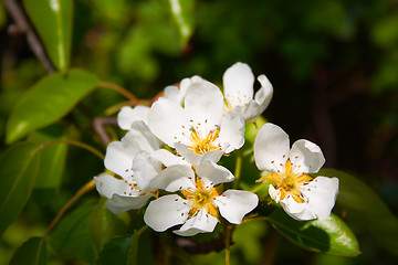 Image showing beautiful flower in the park
