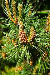 Image showing tree buds, young shoots