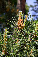 Image showing tree buds, young shoots