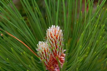 Image showing tree buds, young shoots