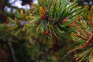 Image showing tree buds, young shoots