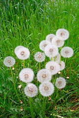 Image showing white, fluffy dandelion in the grass.