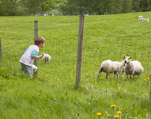 Image showing Sheep watching