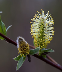 Image showing Willow (Salix) branches in the flowering period