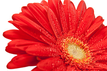 Image showing red gerbera flower 