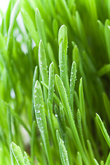 Image showing wet green grass