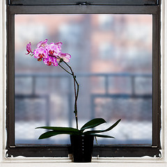 Image showing Orchid plant by window