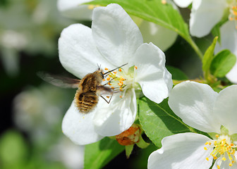 Image showing bee and apple tree flowers