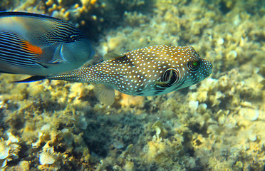 Image showing Whitespotted puffer fish