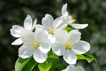 Image showing blossom apple tree macro