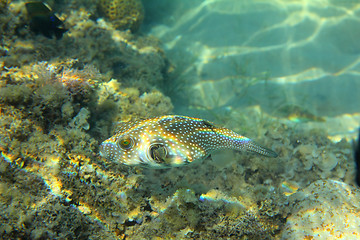 Image showing Whitespotted puffer fish