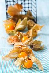 Image showing Physalis