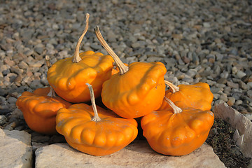 Image showing autumn pumpkins