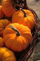 Image showing autumn pumpkins