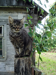 Image showing Rural cat