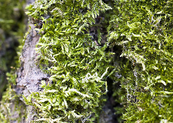 Image showing Moss (macro)