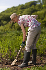 Image showing Gardening