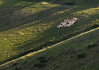 Image showing Shheps in Tuscany