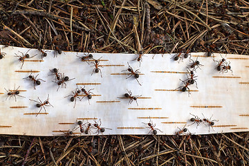 Image showing Ants on road