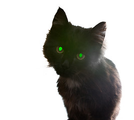 Image showing Black Cat