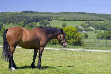 Image showing Horse