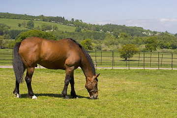 Image showing Horse