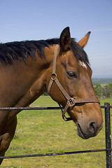 Image showing Horse