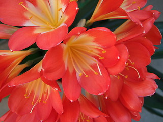 Image showing Clivia miniata bloom
