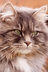 Image showing Long-haired Tabby